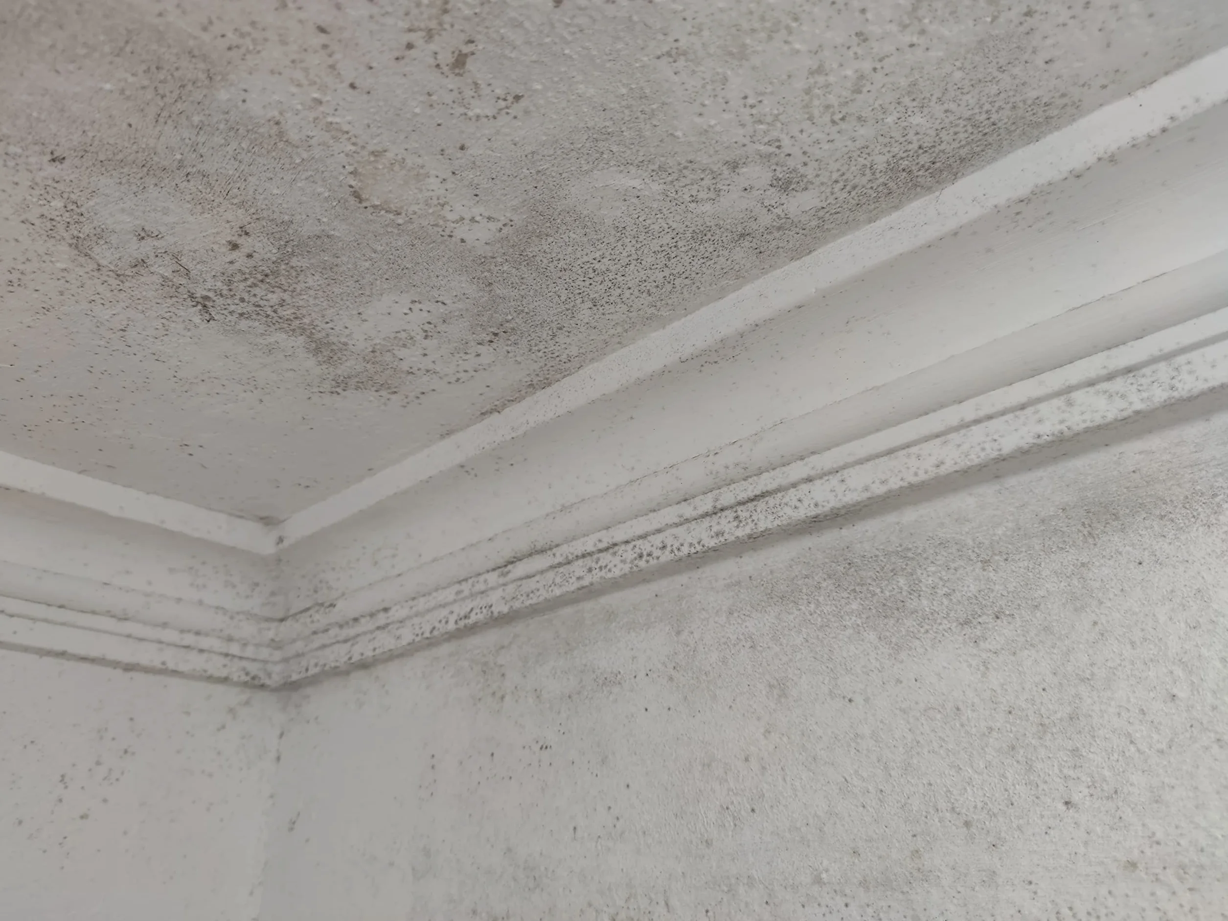 ALBACOR XTRA Pintura Antihumedad Interior - Exterior -5KG-, (Blanco Mate), Pintura Antimoho Para Techos, Baños, Cocinas, Poco Salpicado, Evita la Aparición de Moho