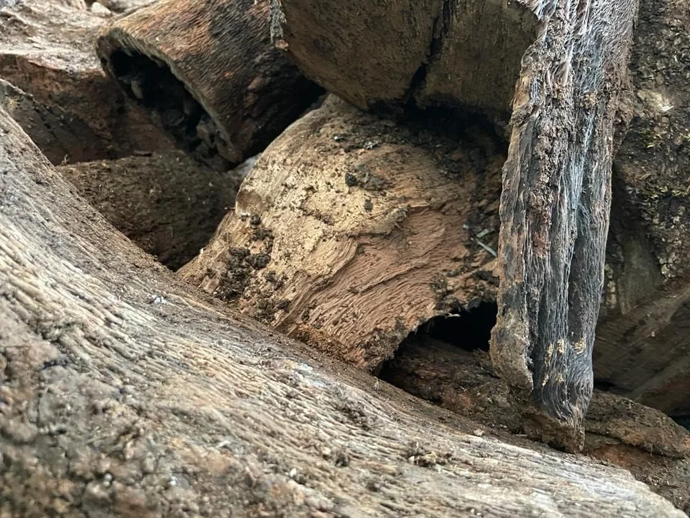 Leña de Encina para Chimenea, Estufa o Barbacoa - Caja 30 kgs